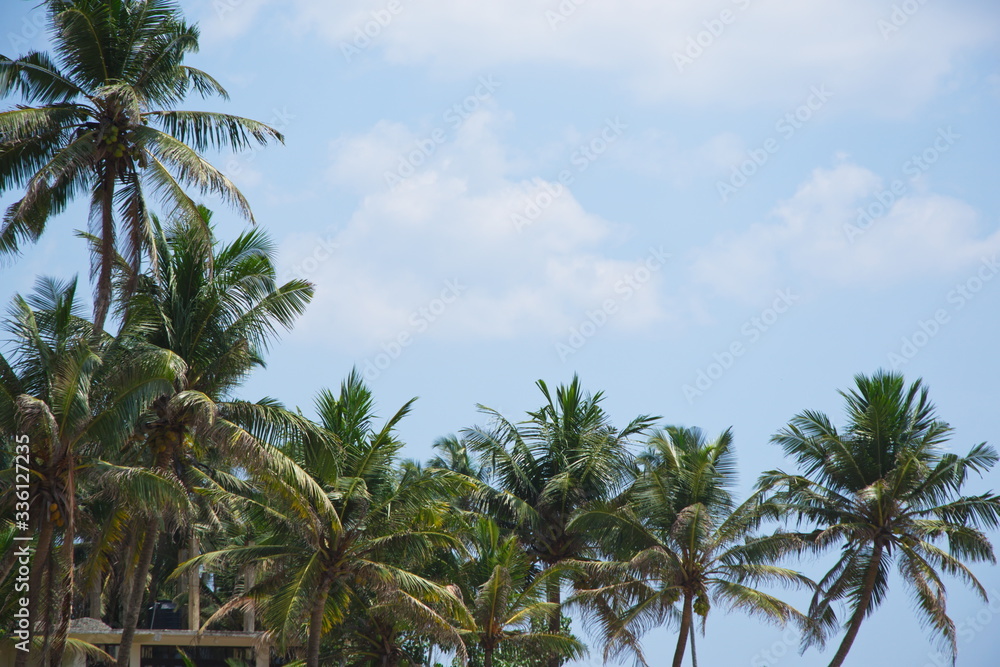 View of beautiful coconut palms. Beautiful blue sky on the shore of the Indian Ocean. Southeast Asia. Sri Lanka View of beautiful coconut palms. Beautiful blue sky on the shore of the Indian Ocean. Southeast Asia. Sri Lanka