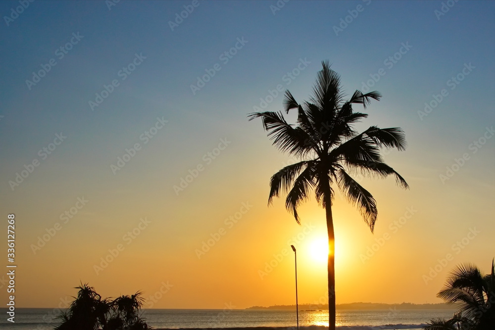 Coconut tree at sunset against the setting sun and the Indian Ocean. Sunset in Sri Lanka