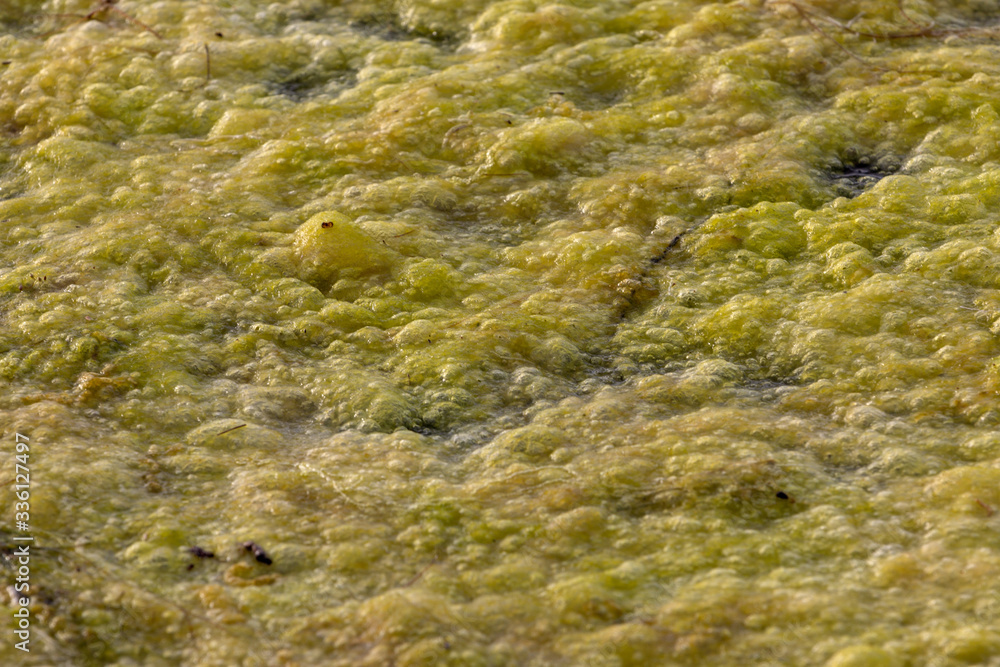 Green algae water pollution river lagoon 