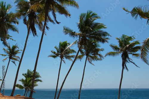 View of beautiful coconut palms. Beautiful blue sky on the shore of the Indian Ocean. Southeast Asia. Sri Lanka © Artem
