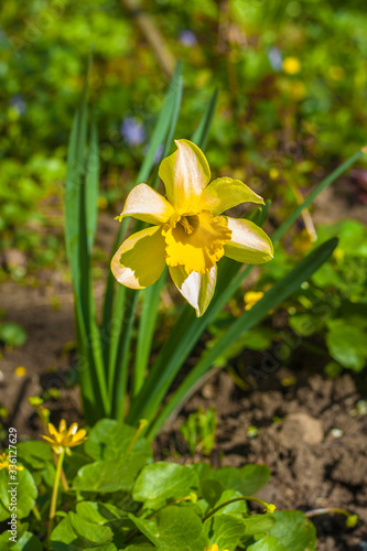 Fototapeta Naklejka Na Ścianę i Meble -  Narcissus flower. Narcissus daffodil flowers and green leaves background.
