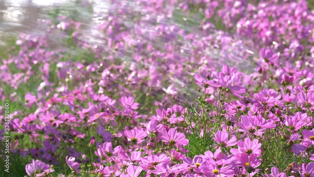 Gardener person spraying water by Rubber strap to the flower plants. In wild flower garden watering is daily work of gardener. Gardener person spraying water by Rubber strap to the flower plants. In wild flower garden watering is daily work of gardener.