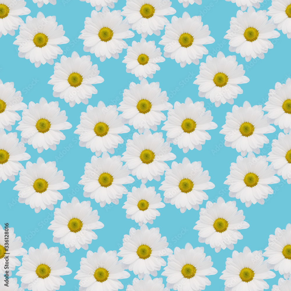 White camomile or chrysanthemum flowers on a blue background, top view, flat layout, seamless pattern. Bright floral background.
