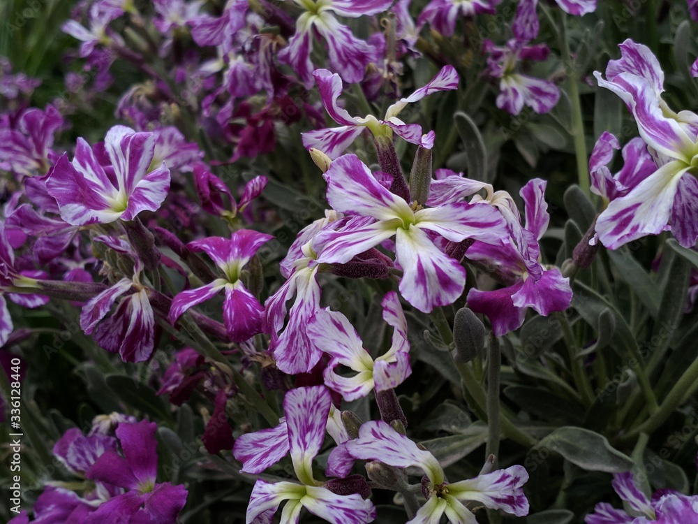 purple flowers in the garden purple flowers in the garden