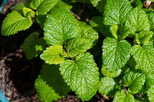 Close up of lemon balm leaves in spring