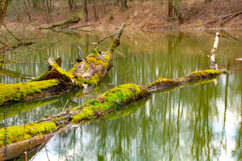old tree in the water