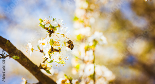 Close-up photo of a Honey Bee gathering nectar and spreading pollen on white flowers of white cherry tree. © Przemyslaw Iciak