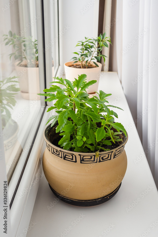Kalanchoe laciniata flower in clay brown pot on white windowsill, vertical view. Kalanchoe laciniata flower in clay brown pot on white windowsill, vertical view.