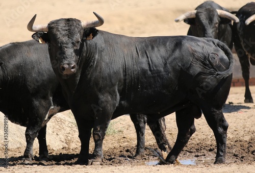 Bull in spain in the green field