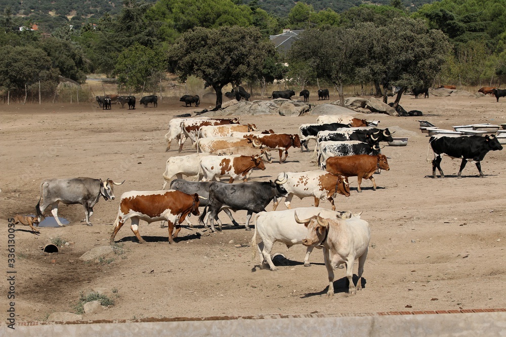 Obraz premium Bull in spain in the green field