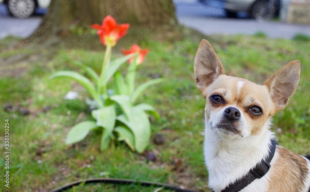 Cute short haired chihuahua outdoors in urban spring landscape