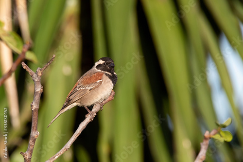 Small Cape Sparrow perched on a branch in a garden