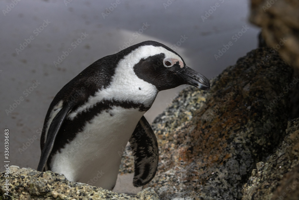 Naklejka premium Pinguin am Boulders Beach in Simonstown
