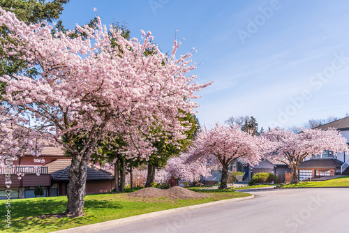 Beautiful sakura spring nature and urban background. Branches of blossoming with soft blue sky and white clouds. For easter and spring greeting cards with copy space.