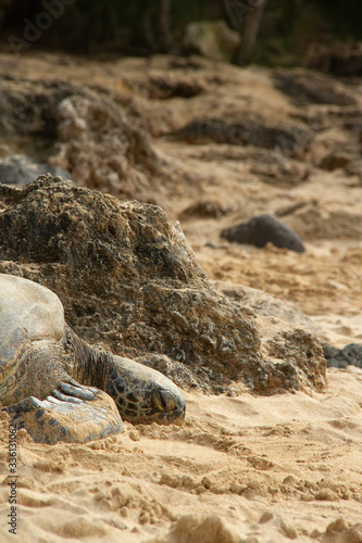 A close up of a Hawaiian Green sea turtle lounging in the sand on Laniakea Beach.