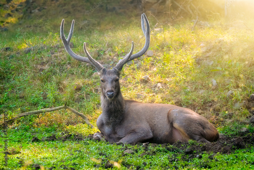 Male sambar (Rusa unicolor) deer resting in the forest. Sambar is large deer native to Indian subcontinent and listed as vulnerable spices. Ranthambore National Park, Rajasthan, India. Horizontal pan Male sambar (Rusa unicolor) deer resting in the forest. Sambar is large deer native to Indian subcontinent and listed as vulnerable spices. Ranthambore National Park, Rajasthan, India. Horizontal pan