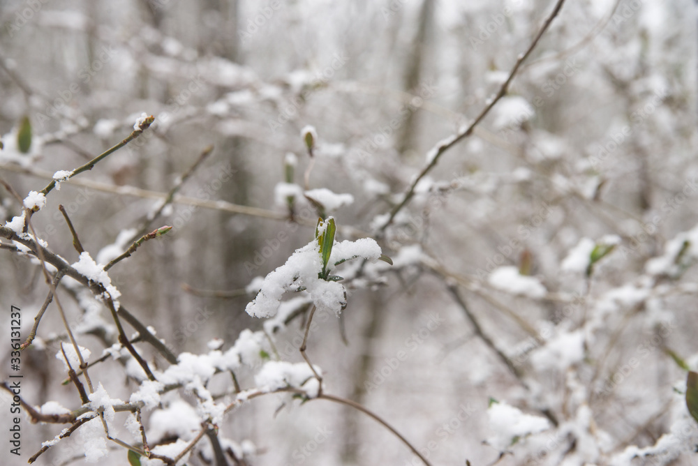 spring green buds and leaves covered with snow
