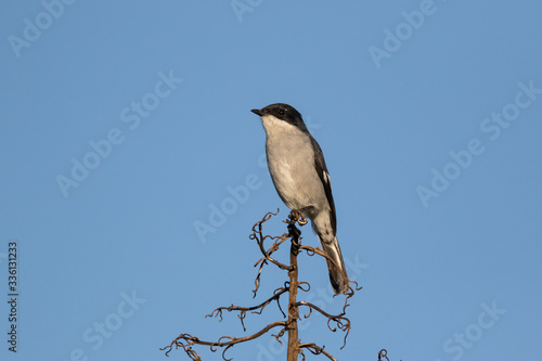 Fiscal flycatcher perched on a branch in a tree © Michael de Nysschen