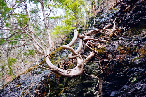 roots of a tree