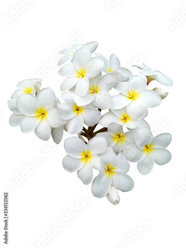 Beautiful White plumeria flowers isolated on White background.