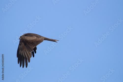 kite with a wing span against a blue sky