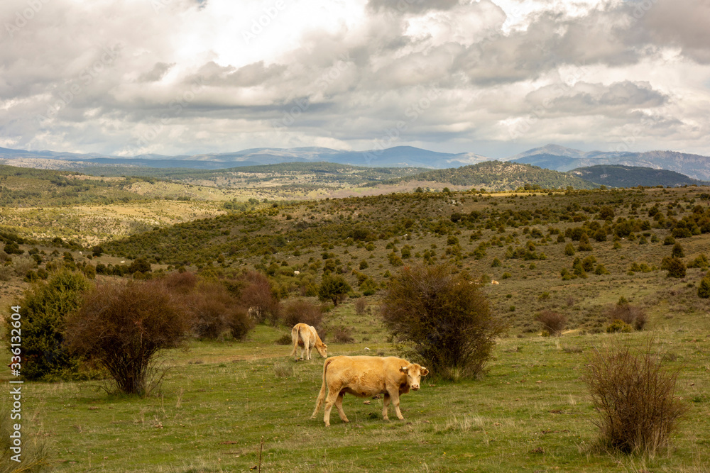 Landscape with far view of mountains on Saint James way, Camino de Levante at San Bartolome de Pinares from Toledo to Avila, Spain