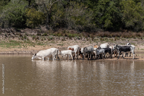 Herd of Nguni cattle 