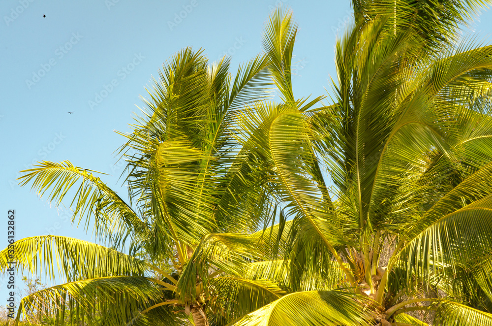 Fototapeta premium Palm Trees