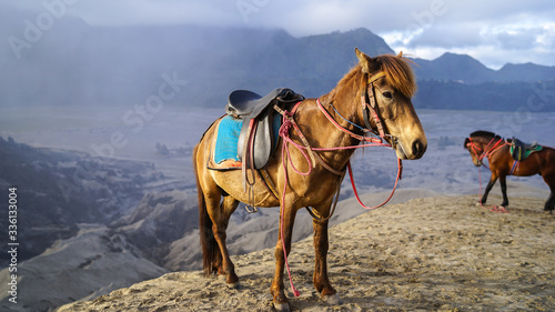 A gorgeous brown horse during the sunrise at Mt. Bromo, Jawa, Indonesia