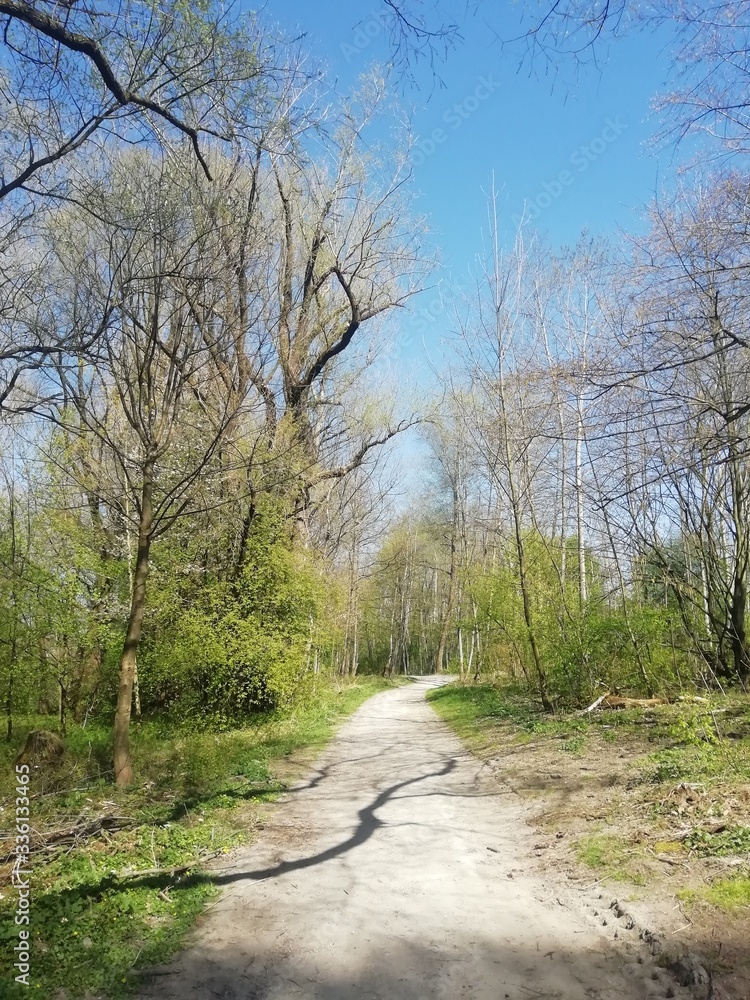 Fototapeta premium Frühling in der Natur