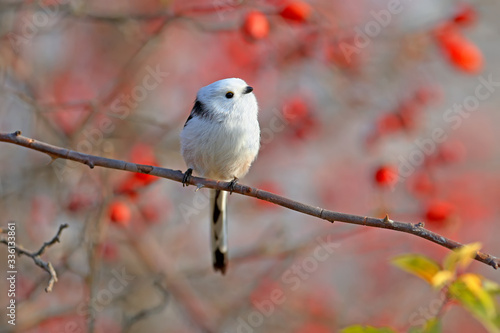 long-tailed tit or long-tailed bushtit  Aegithalos caudatus  sits on a branch of wild rose bush against a background of red berries and sky