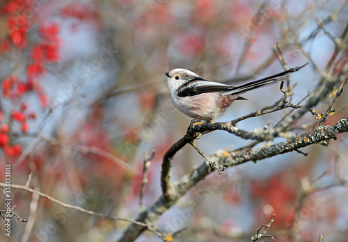 long-tailed tit or long-tailed bushtit (Aegithalos caudatus) sits on a branch of hawthorn bush against a background of red berries and sky