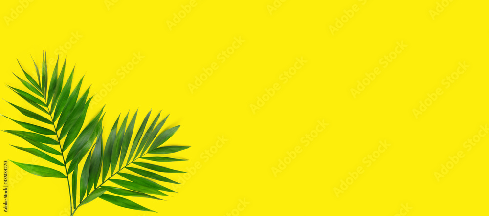 Minimal tropical green palm leaf on yellow  paper background.