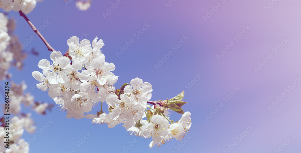Flowering cherry branch against the blue sky. Spring time Flowering cherry branch against the blue sky. Spring time
