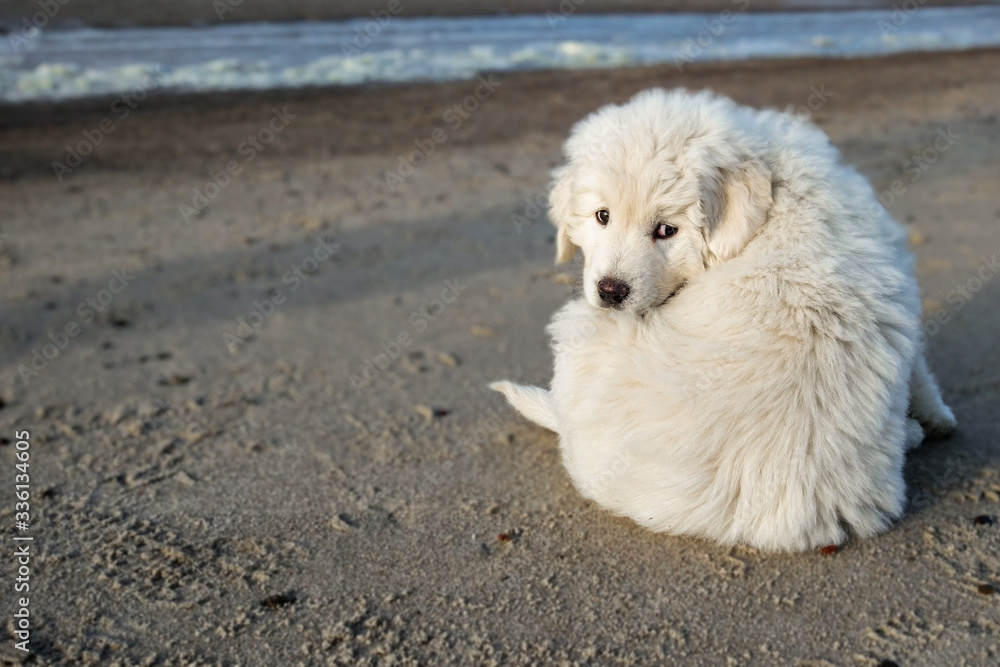 Tatra shepherd puppy on the snowy beach Tatra shepherd puppy on the snowy beach