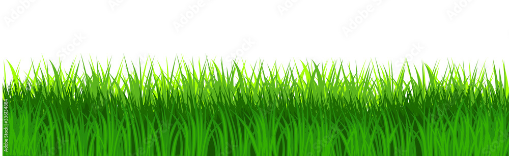 Grass field isolated vector. Green dense juicy lawn grass. Spring Summer. Isolated. Grassland landscape. Meadow. Horizontal Herbs Garden. - obrazy, fototapety, plakaty 