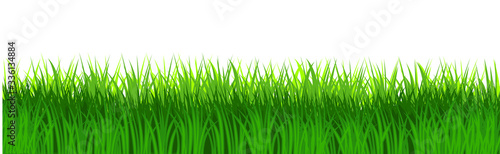 Grass field isolated vector. Green dense juicy lawn grass. Spring Summer. Isolated. Grassland landscape. Meadow. Horizontal Herbs Garden.