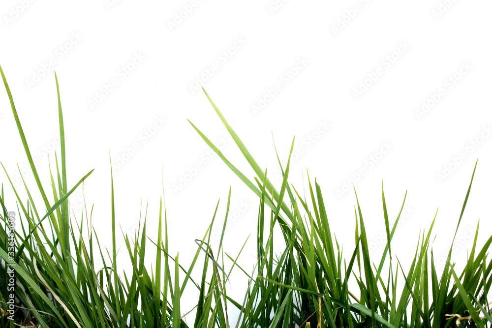 Fresh Green Lawn Grass on a White Background Fresh Green Lawn Grass on a White Background