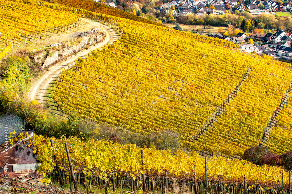 Feld mit goldgelben Weinstöcken im Herbst