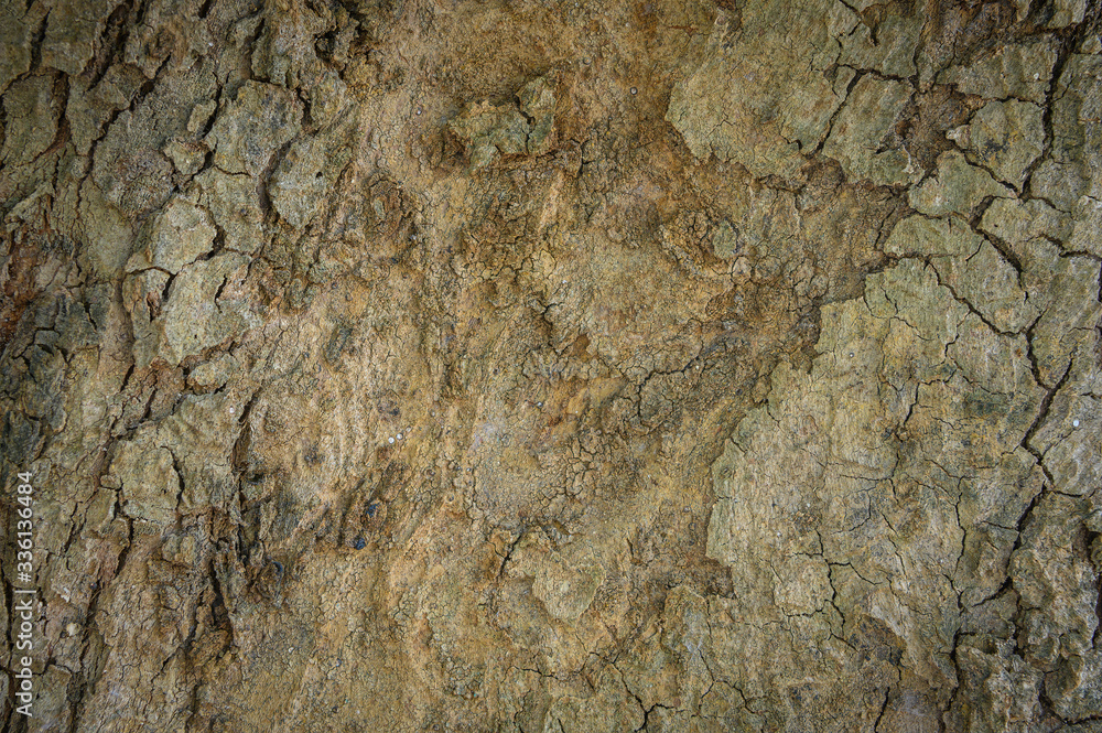 old Tree bark texture background old Tree bark texture background
