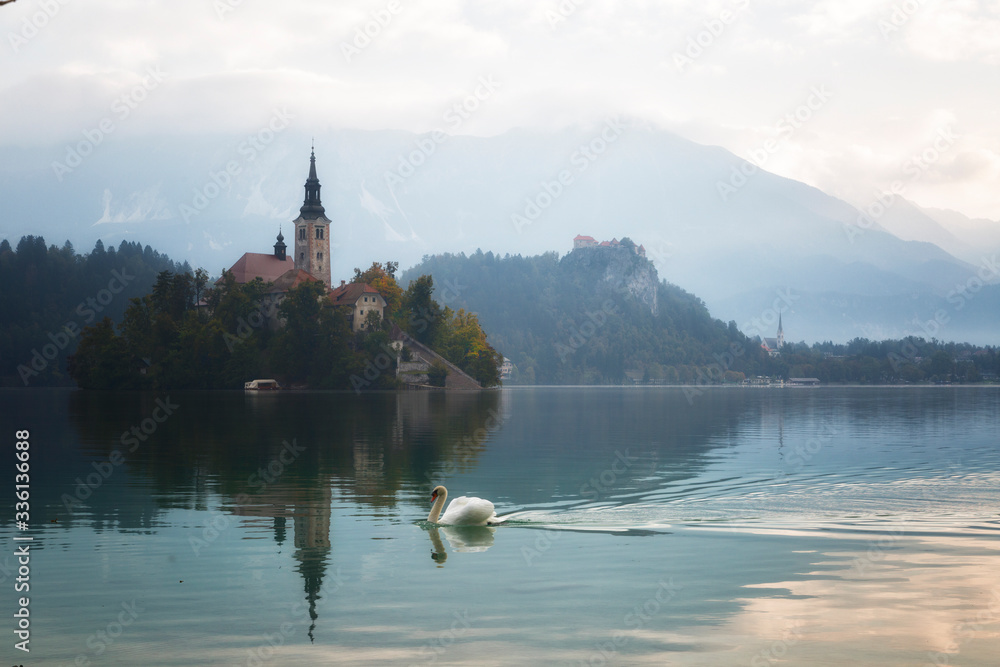 Swan and Church on island in Lake Bled n sunrise, Slovenia