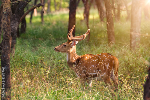 Beautiful young male chital or spotted deer grazing in grass in Ranthambore National Park  Rajasthan  India
