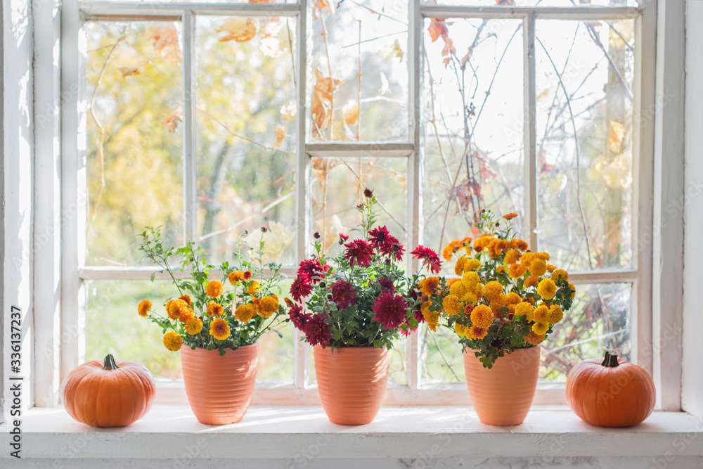 chrysanthemums and pumpkins on old white windowsill chrysanthemums and pumpkins on old white windowsill