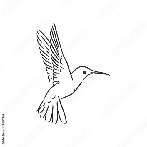 flying bird Hummingbird, vector sketch illustration hand drawn