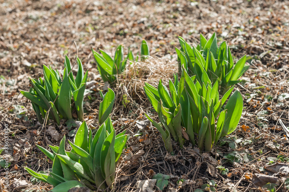 Obraz premium blue primroses in the spring landscape, spring blooming in a clearing, blue spring flowers in the green grass,blue primroses in the garden close up