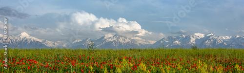 Allphotokz Poppy 20160508 6426 D810 PS