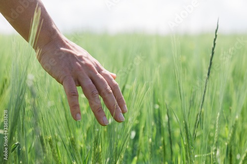 Close-up of a hand touching tall grass in the field