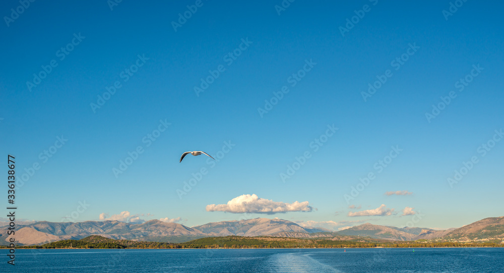 Seagull flying above Ionian sea.