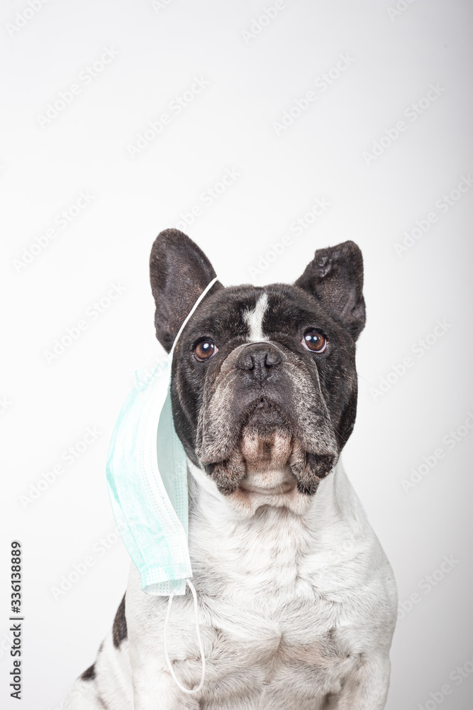 lovely french bulldog dog with protective mask hanging from one ear with copy space on a white background. Protective virus mask.