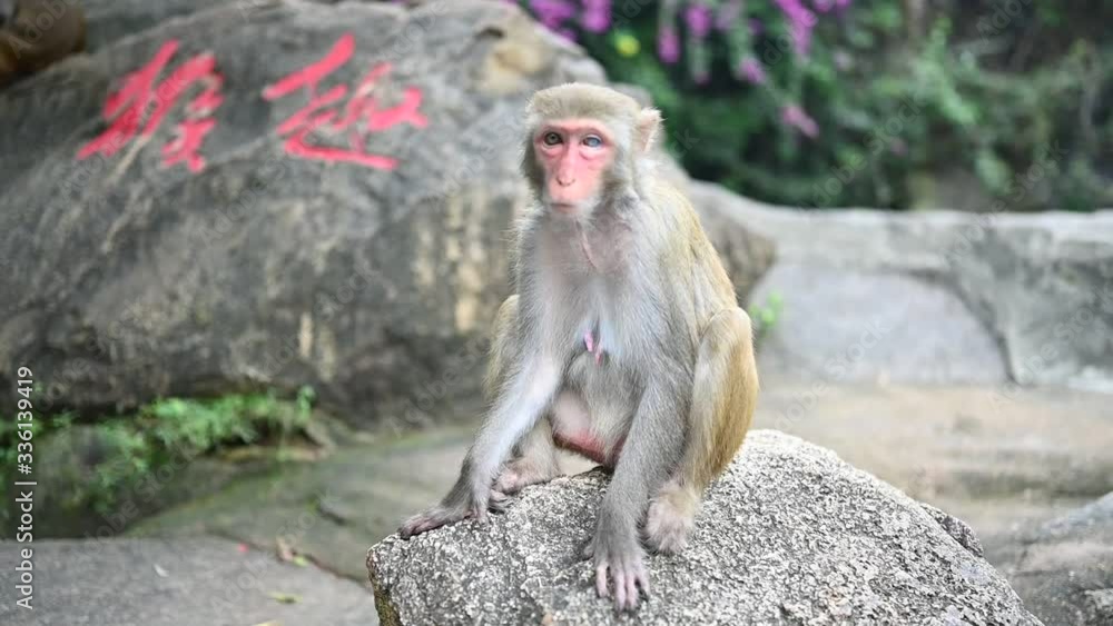 Adult red face monkey Rhesus macaque in tropical nature park of Hainan, China. Cheeky monkey in the natural forest area. Wildlife scene with danger animal. Macaca mulatta Slow motion video 